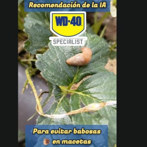 Repeler babosas en macetas frutales